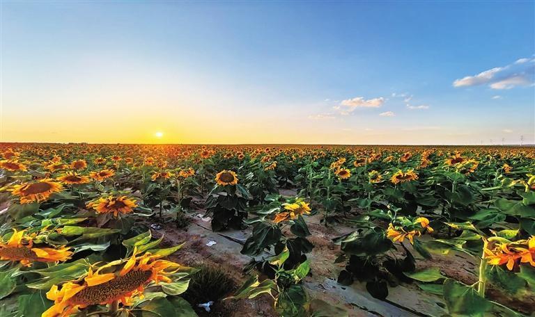 苏瑞博参赛作品