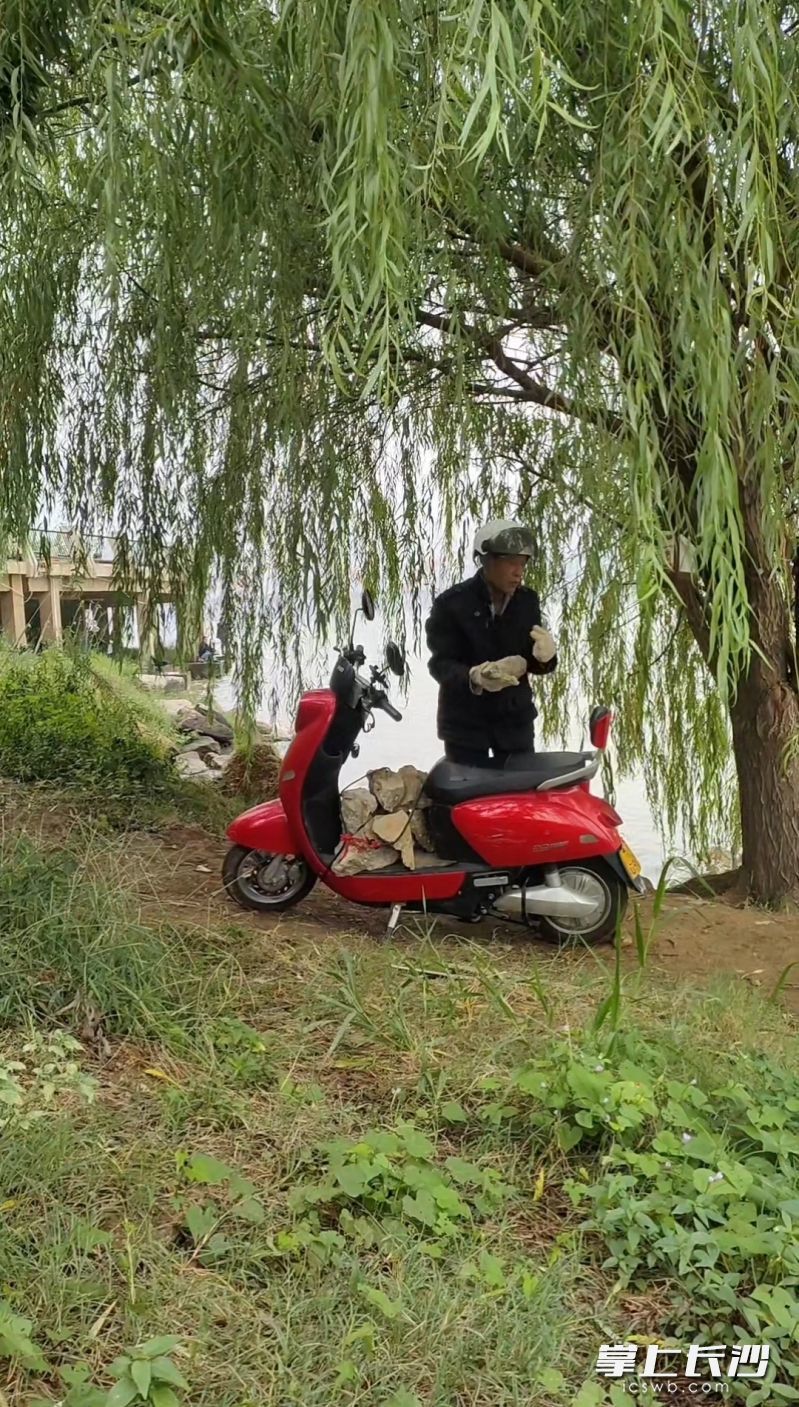 王青山老人运石头护柳树。 长沙晚报全媒体记者 周小华 摄