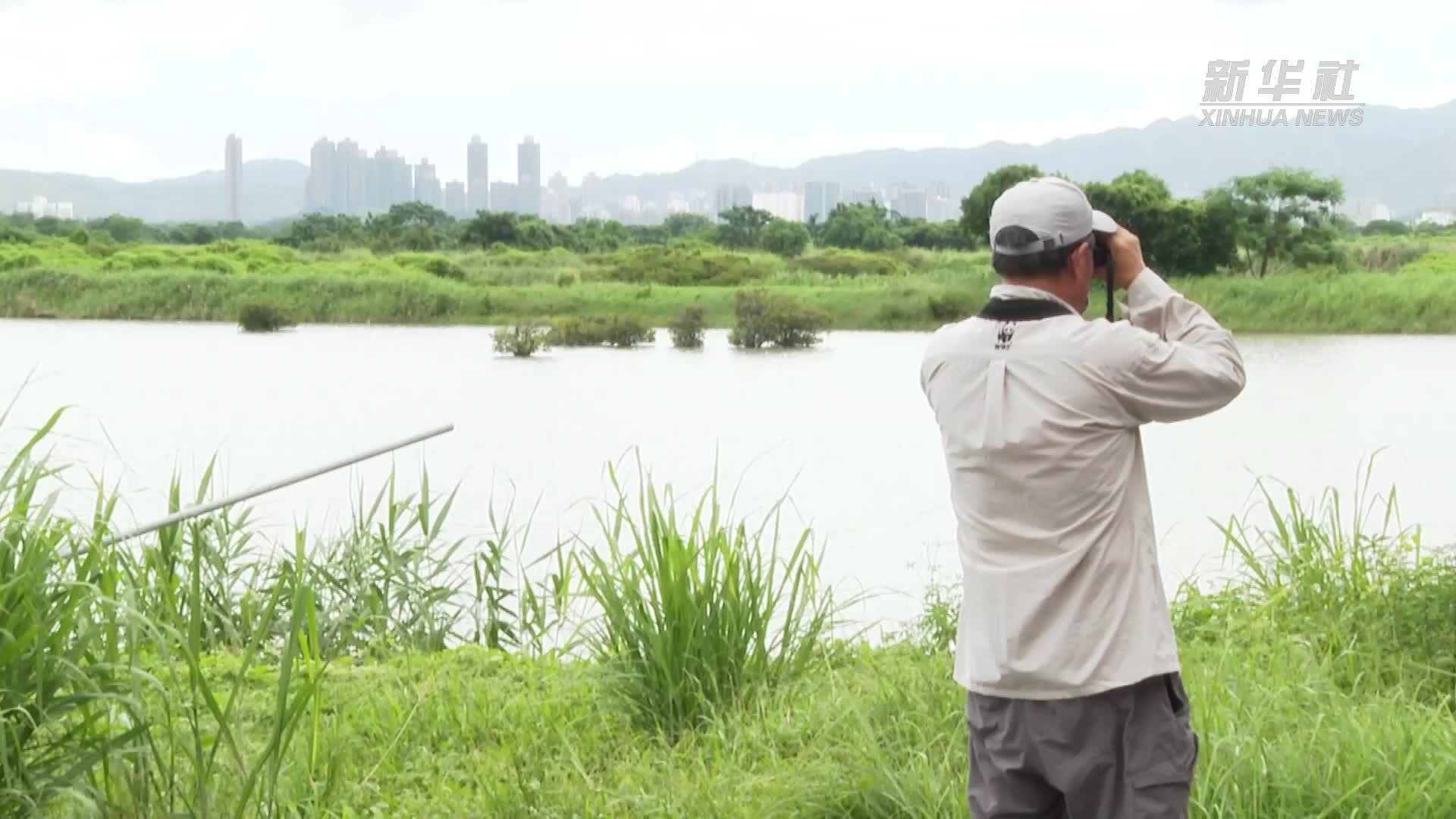 香港米埔自然保护区：传统智慧融合现代技术守护候鸟迁飞路