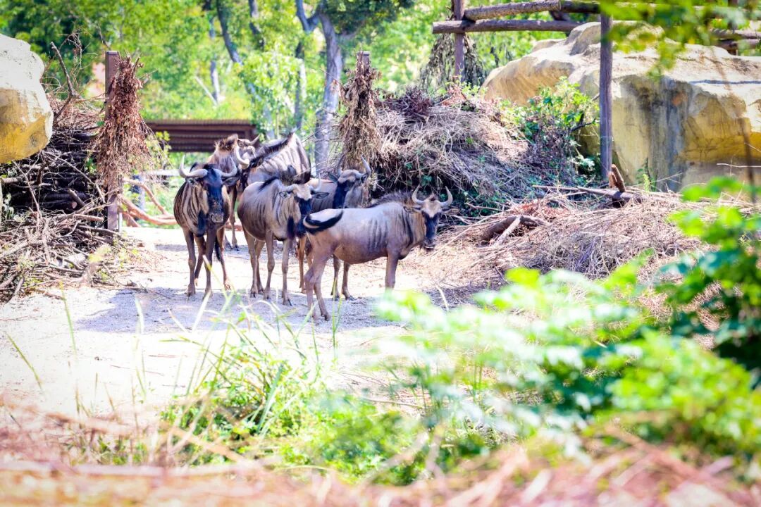 （南京日报/紫金山新闻记者 段仁虎 摄）