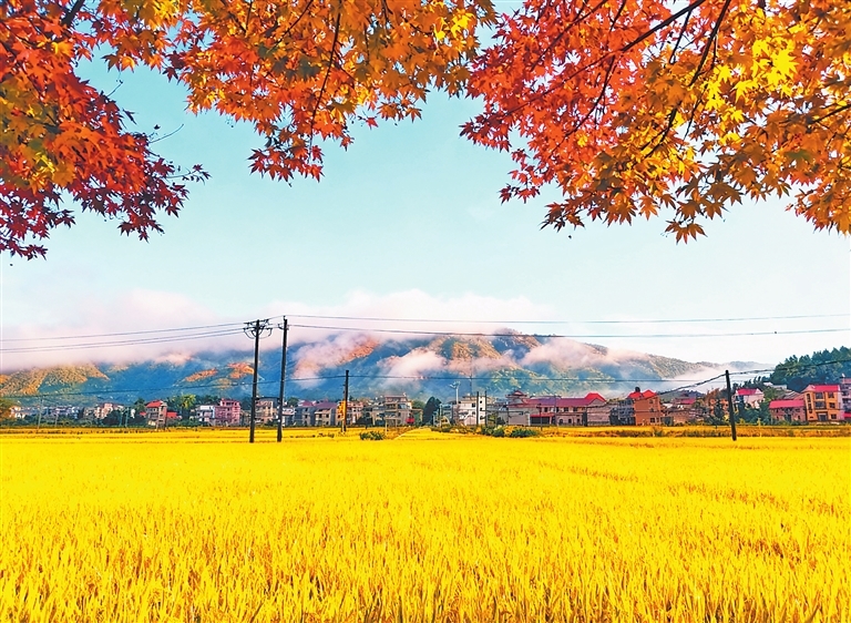 稻浪鎏金 秋意正浓