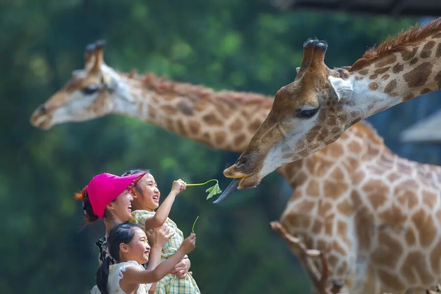 怀化野生动植物园1-杨苏平 摄.jpg