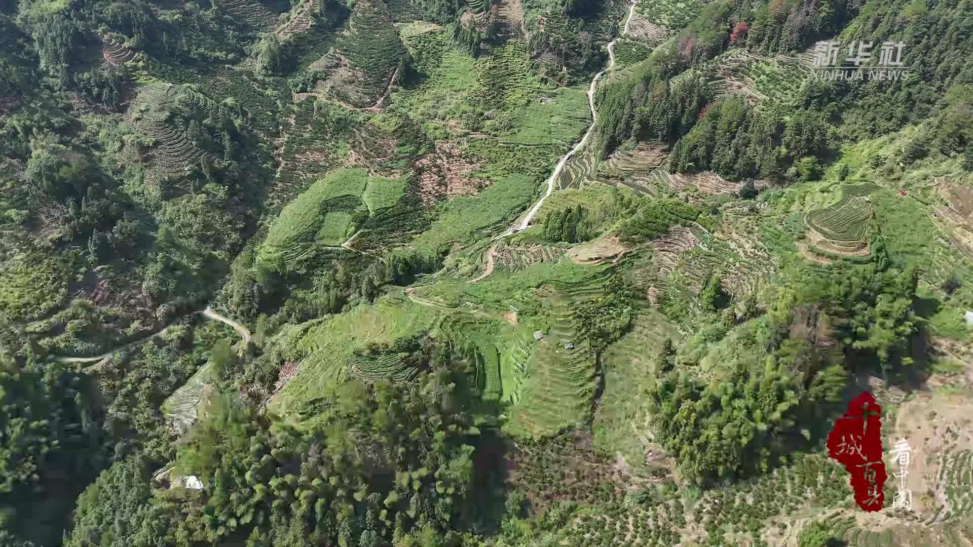 千城百县看中国·“丰”景正好丨福建寿宁：百香果飘香迎丰收
