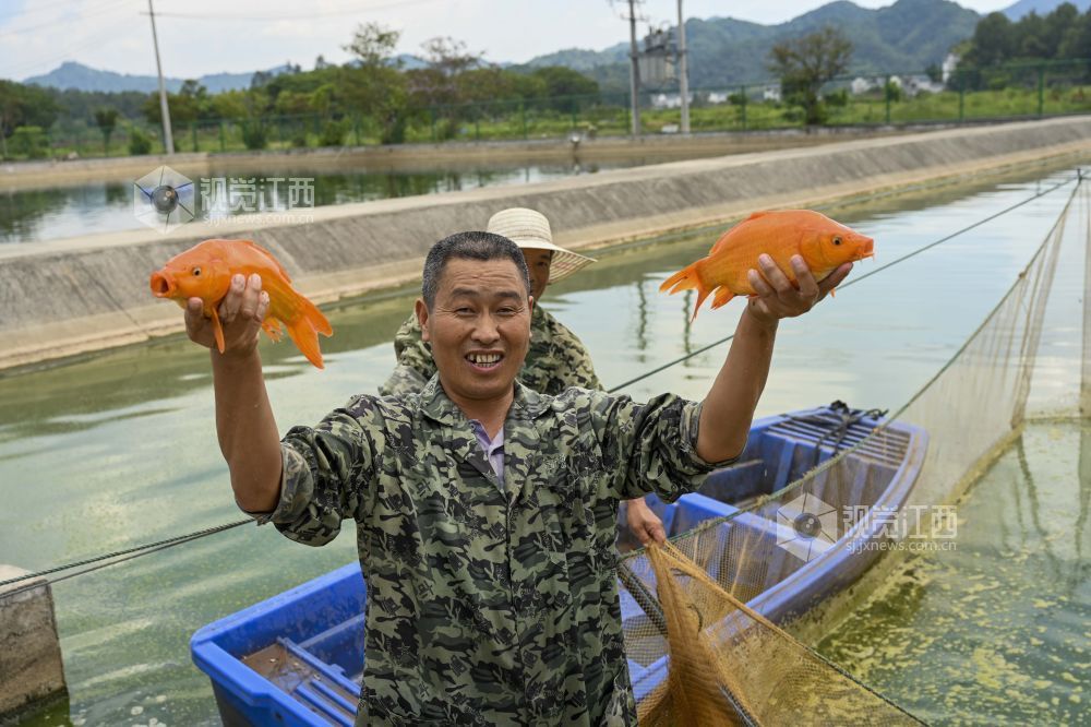 婺源：金秋鱼市旺 红鲤跃出致富路（图）