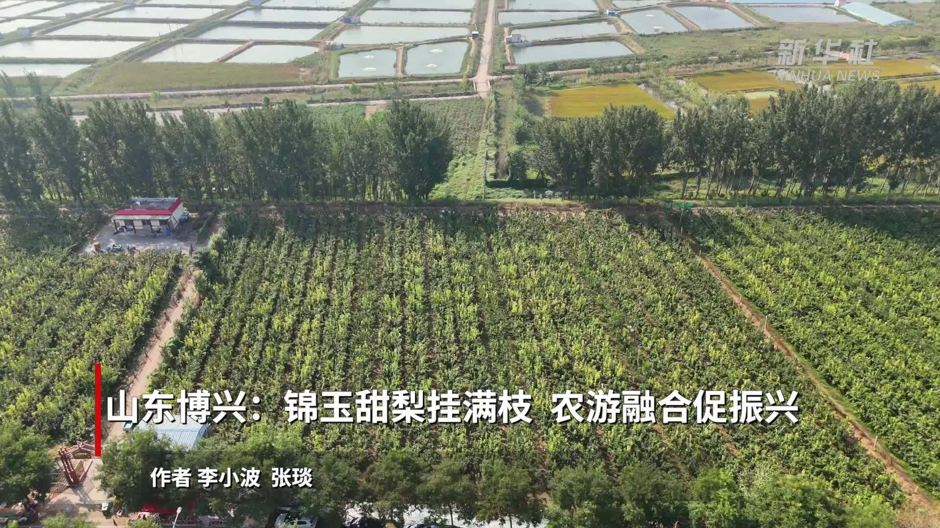 山东博兴：锦玉甜梨挂满枝 农游融合促振兴