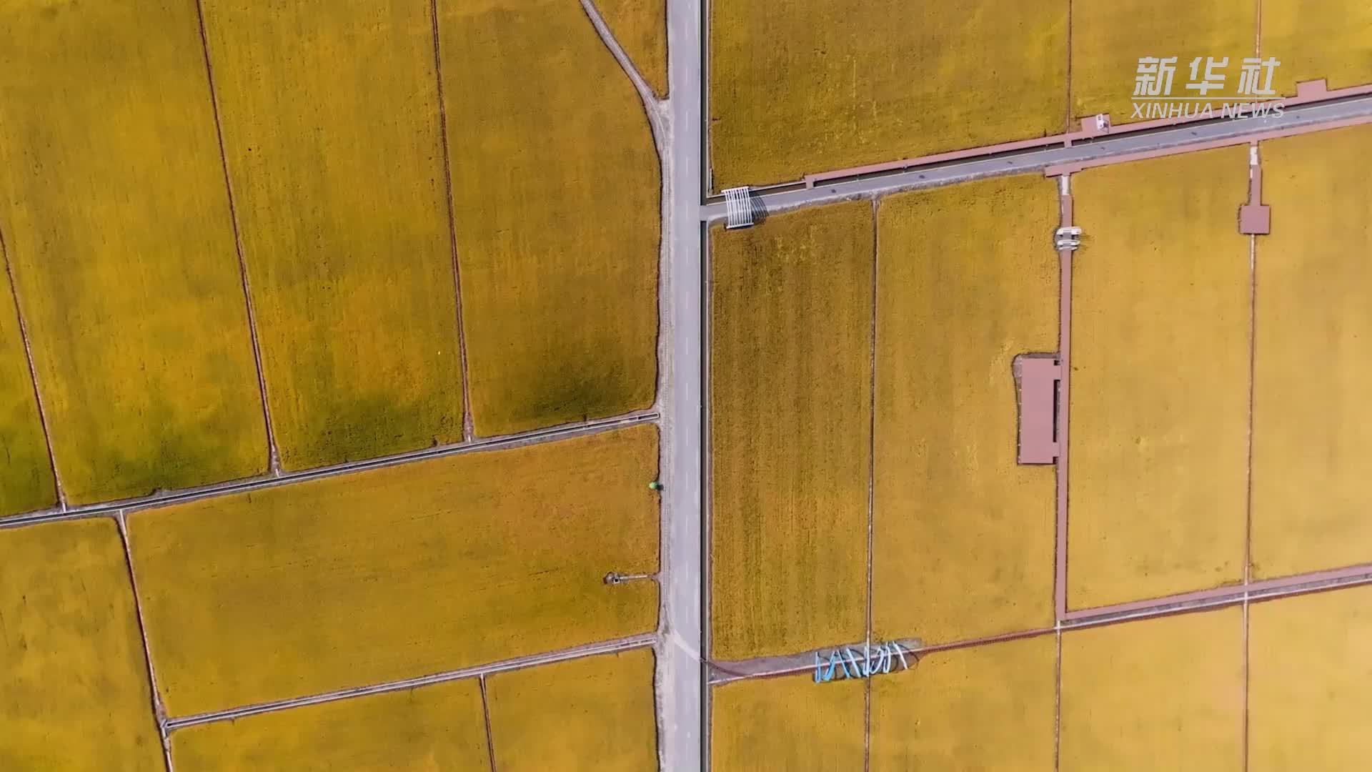 千城胜景｜吉林双辽：稻浪映丰年