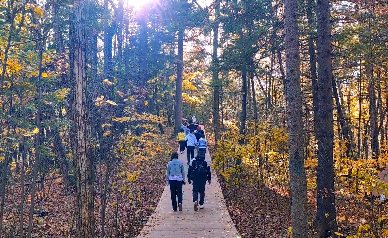 游客在森林里漫步