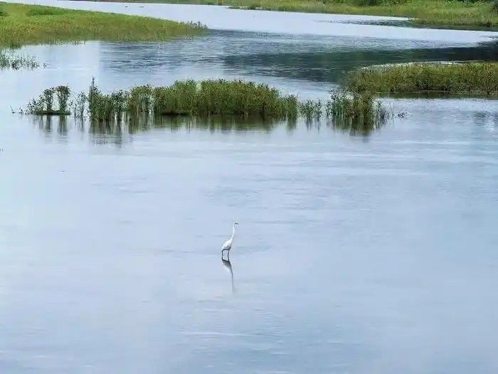 在日照白鹭湾小镇，白鹭成群，怡然自得。（受访者供图）