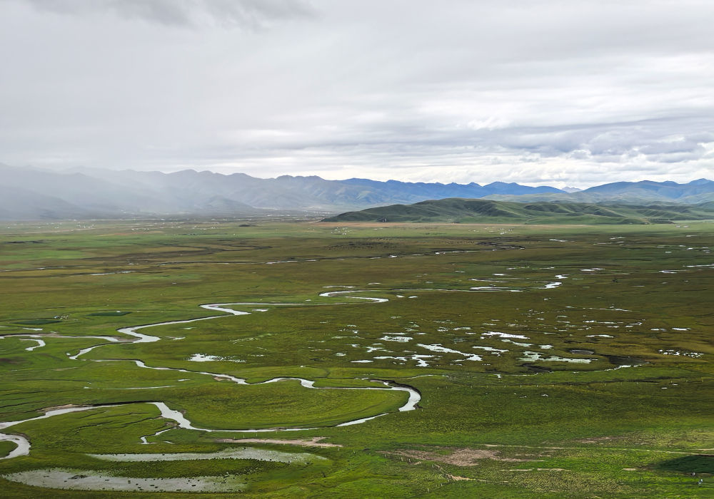 甘肃省玛曲县阿万仓湿地 新华社记者 姜伟超 摄