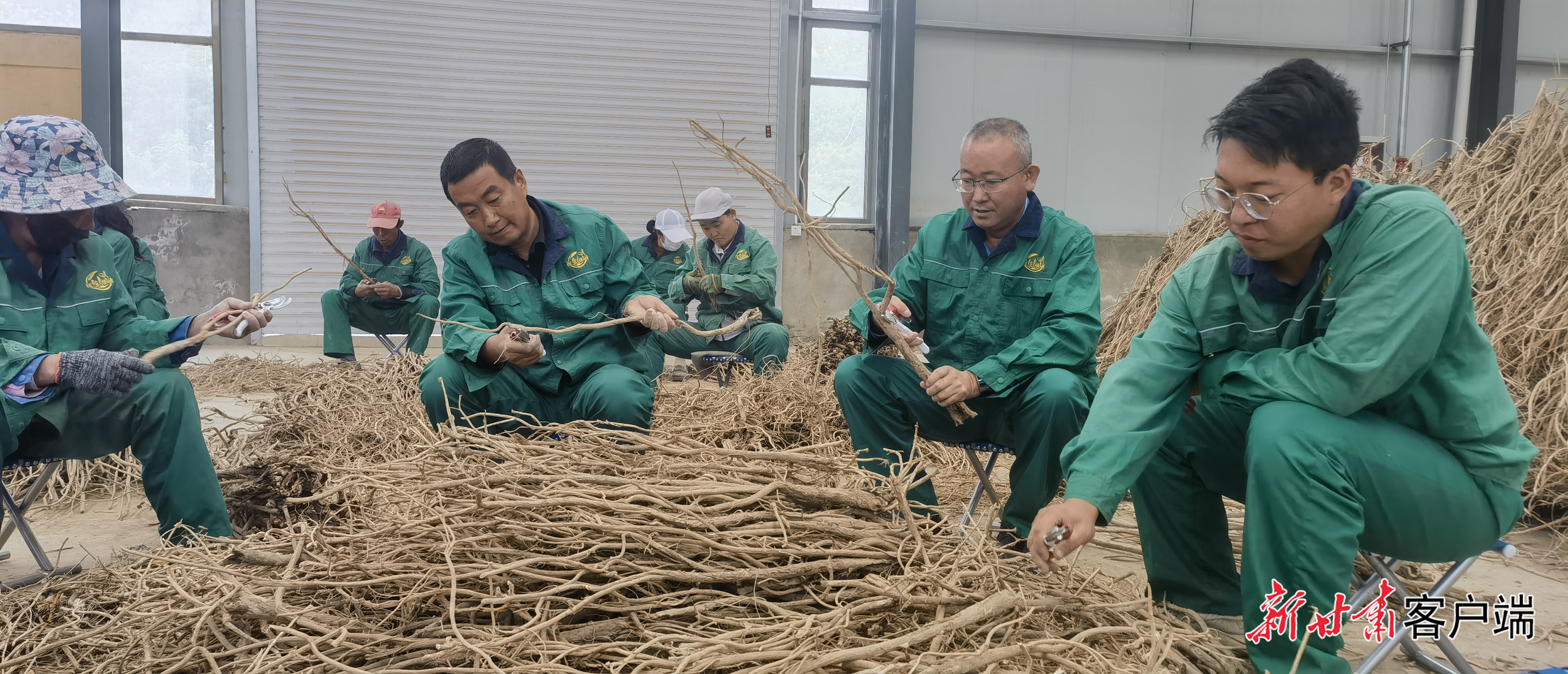 姚文智(右二)与公司职工分拣中药材