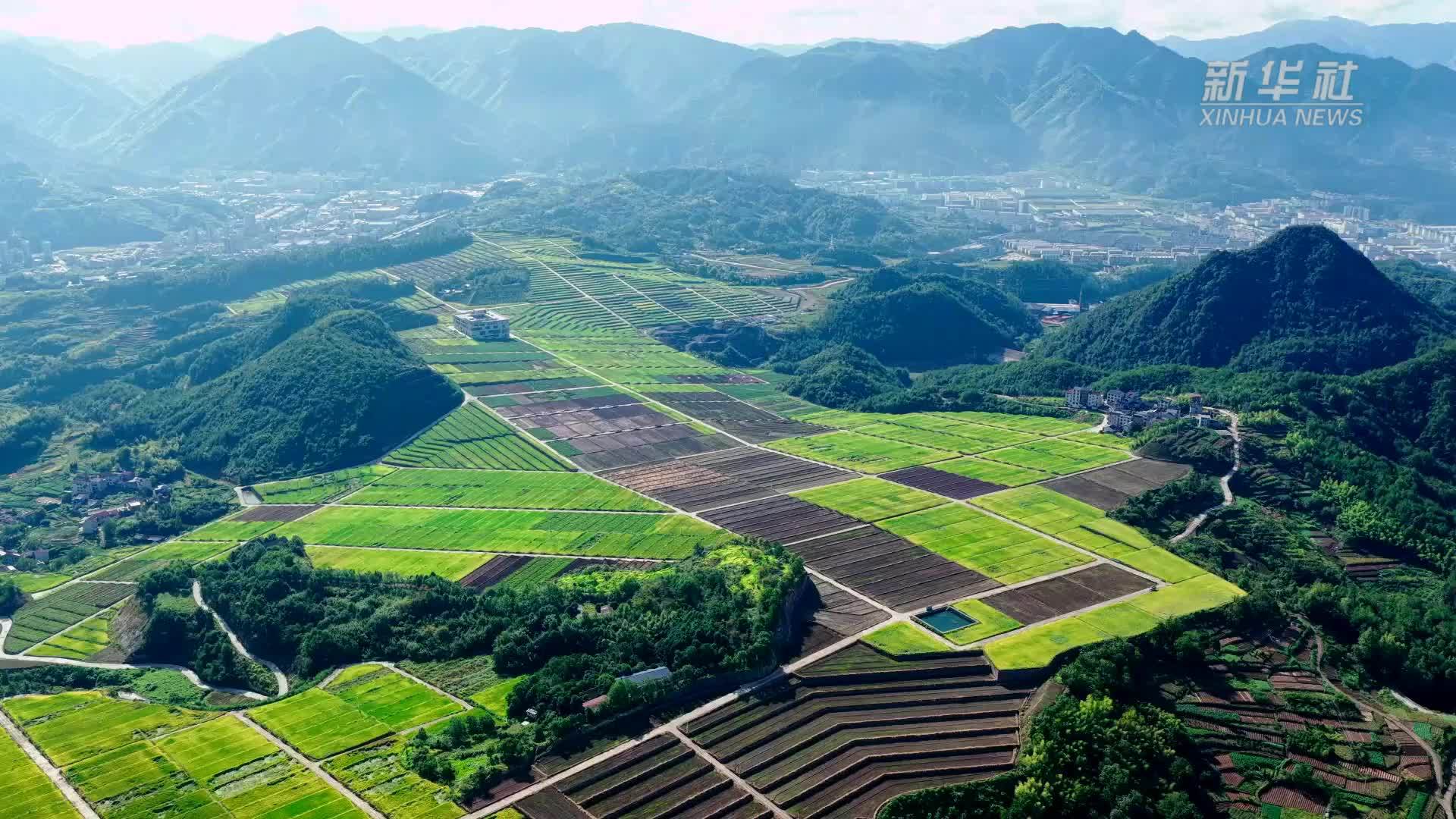 浙江磐安：稻药轮作忙 一田双丰收