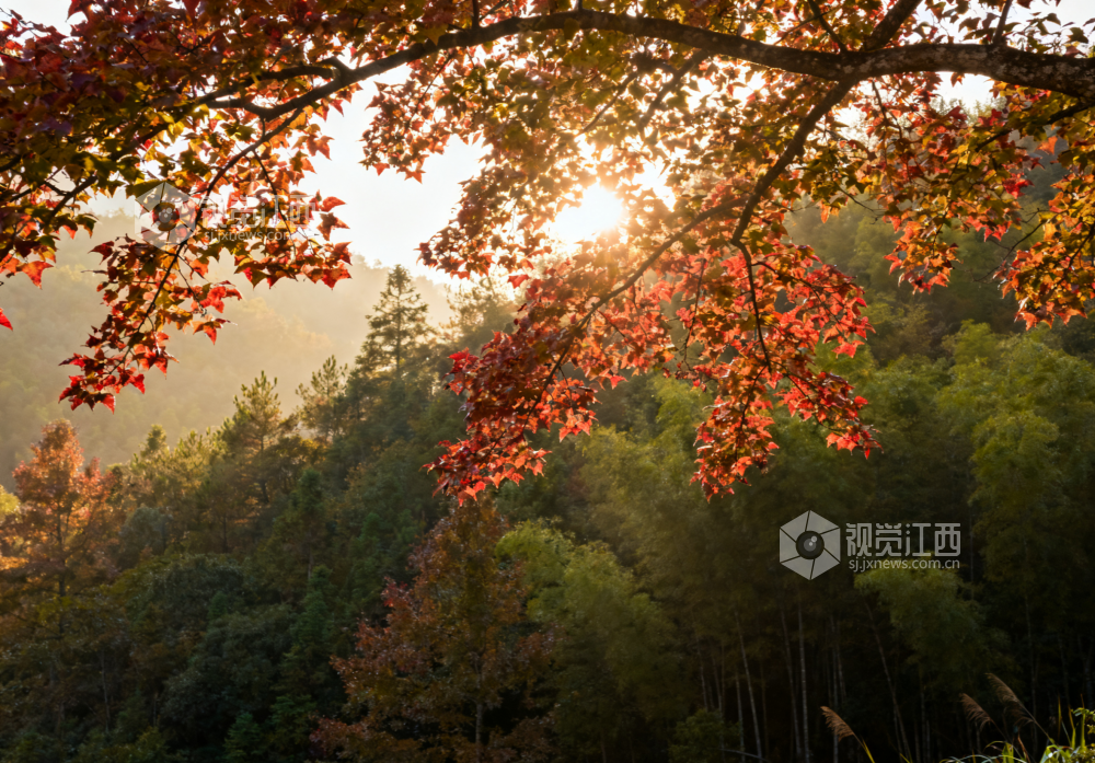 9月30日初秋时节，江西省吉安市永新县，朝阳穿透薄雾洒在枫林顶端，部分枫叶刚显浅红，多数叶片仍带翠绿，光影交错间生机盎然。