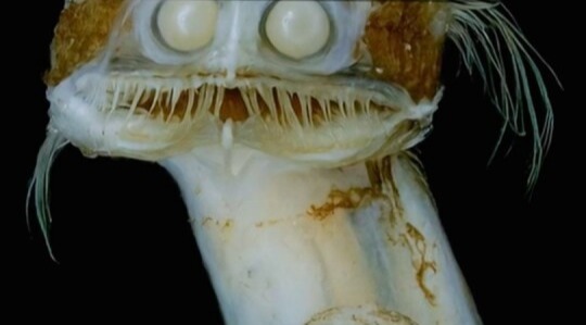 世界上真有“望远镜鱼”吗？