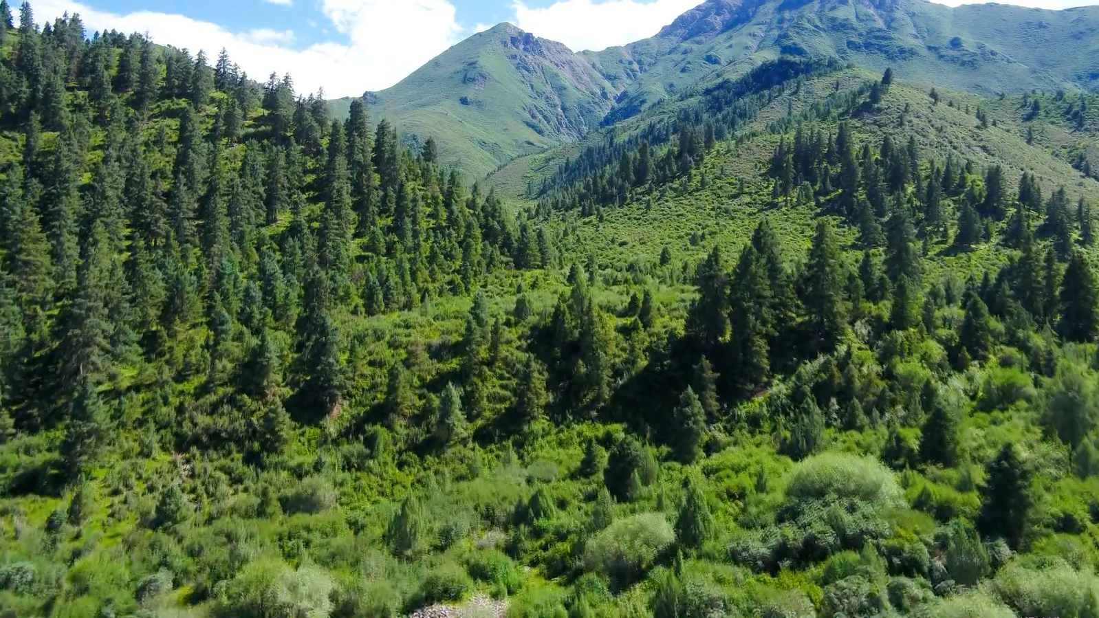 △祁连山国家级自然保护区(金昌段)草木葱茏、生机盎然