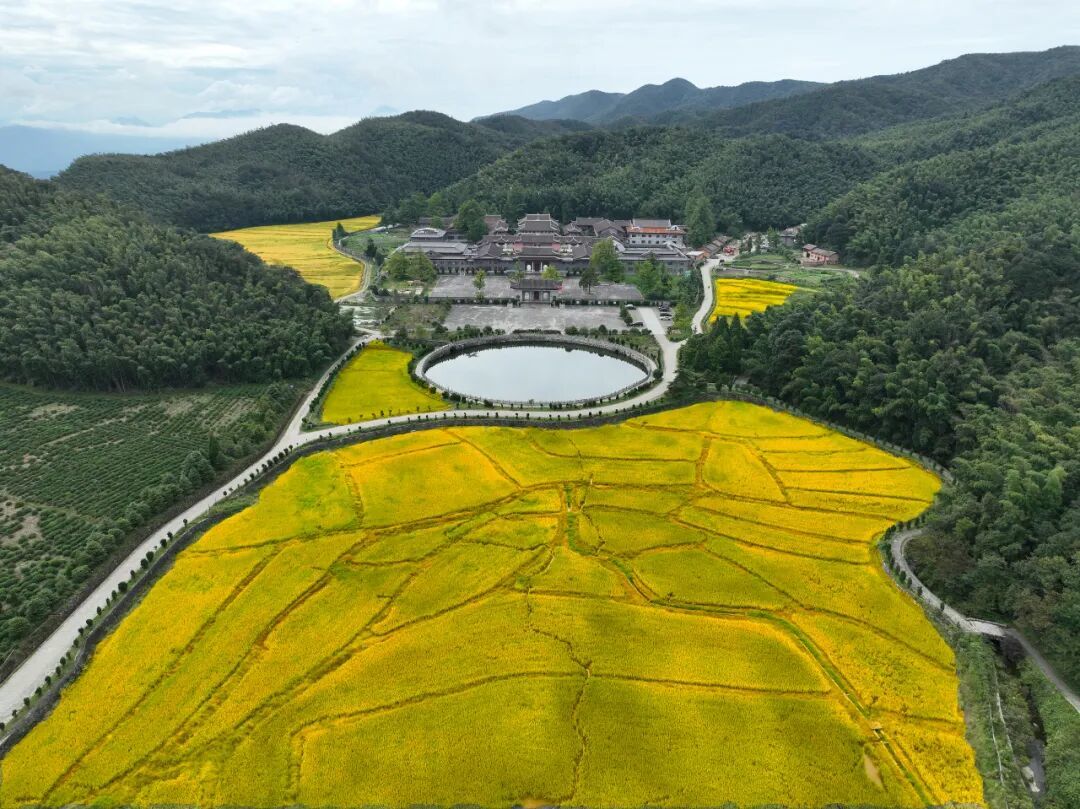 以劳养道，禅境绝美：云居山真如禅寺收水稻了！