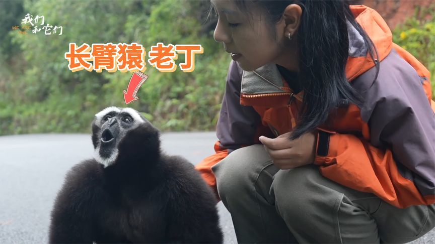 20岁老年长臂猿养老生活，从前难靠近，现在爱贴贴，超依赖饲养员