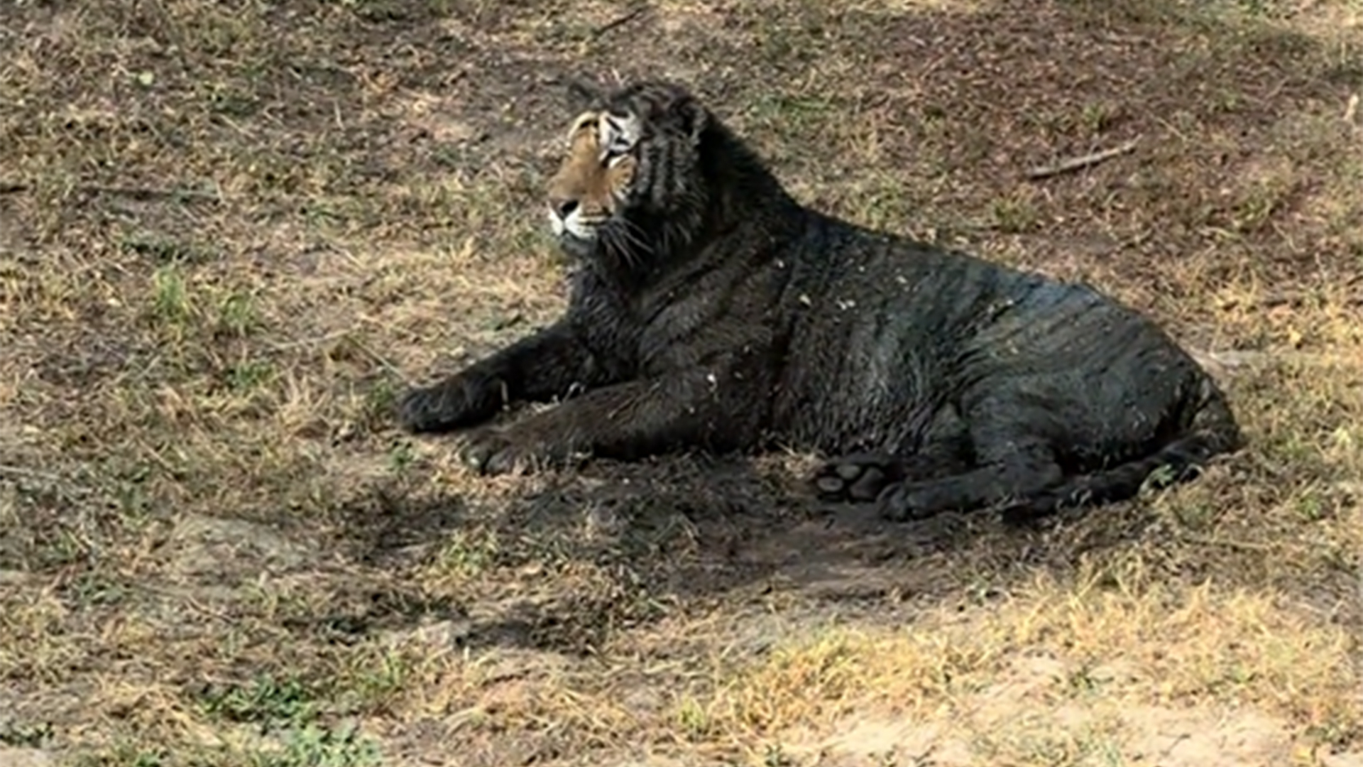 “二埋汰”名不虚传，东北虎林园“网红盛装迎宾”，游客见到后狂笑不止