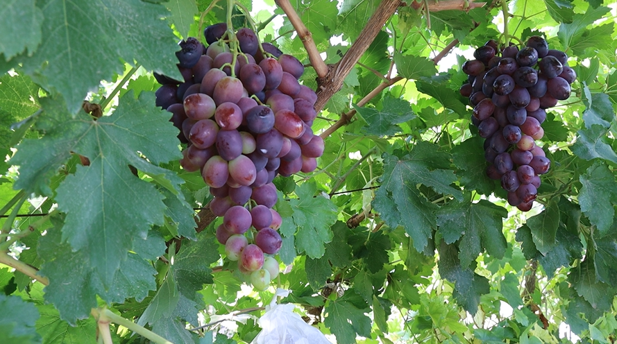 △网友　赵霞　摄