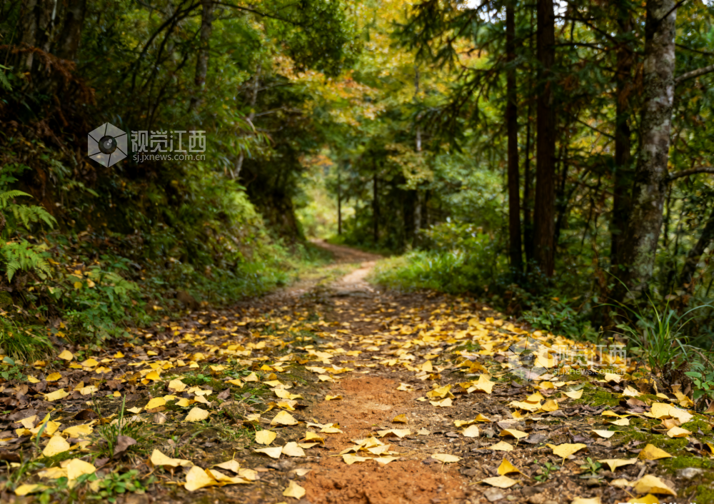 9月30日初秋时节，江西省吉安市永新县，蜿蜒山路上散落着稀疏的浅黄色落叶，两侧树木枝头仍以绿色为主，偶见几片黄叶随风轻摇。