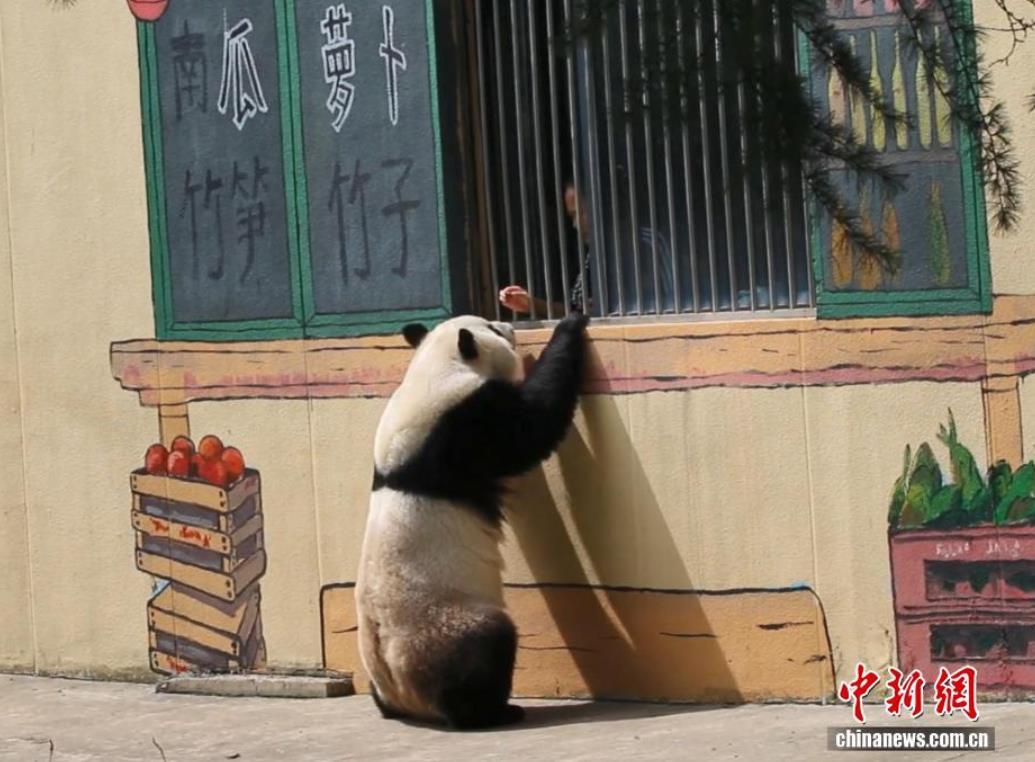 西安：秦岭下的“熊猫小卖部”