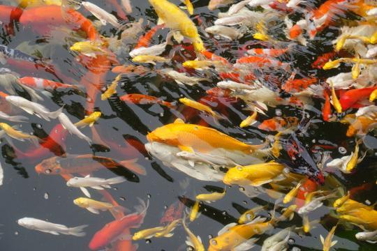 升旗游园歌盛世！这个国庆 东湖听涛这样为祖国庆生……