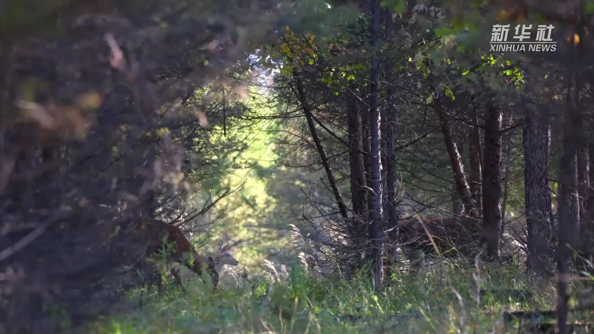 黑龙江齐齐哈尔：金秋鹿鸣五花山