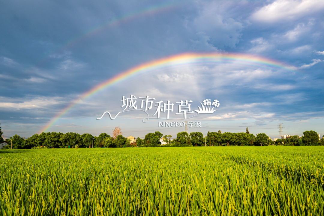 鲁巍 25年9月3日高桥镇稻田彩虹.png