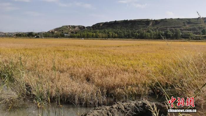 无定河畔稻香蟹美。乔建兵 摄