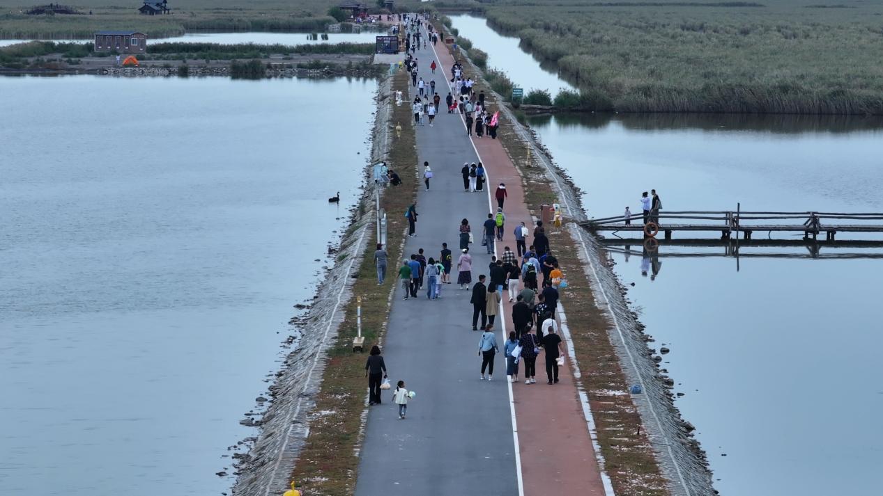 南大港湿地游人如织。刘晓天 摄