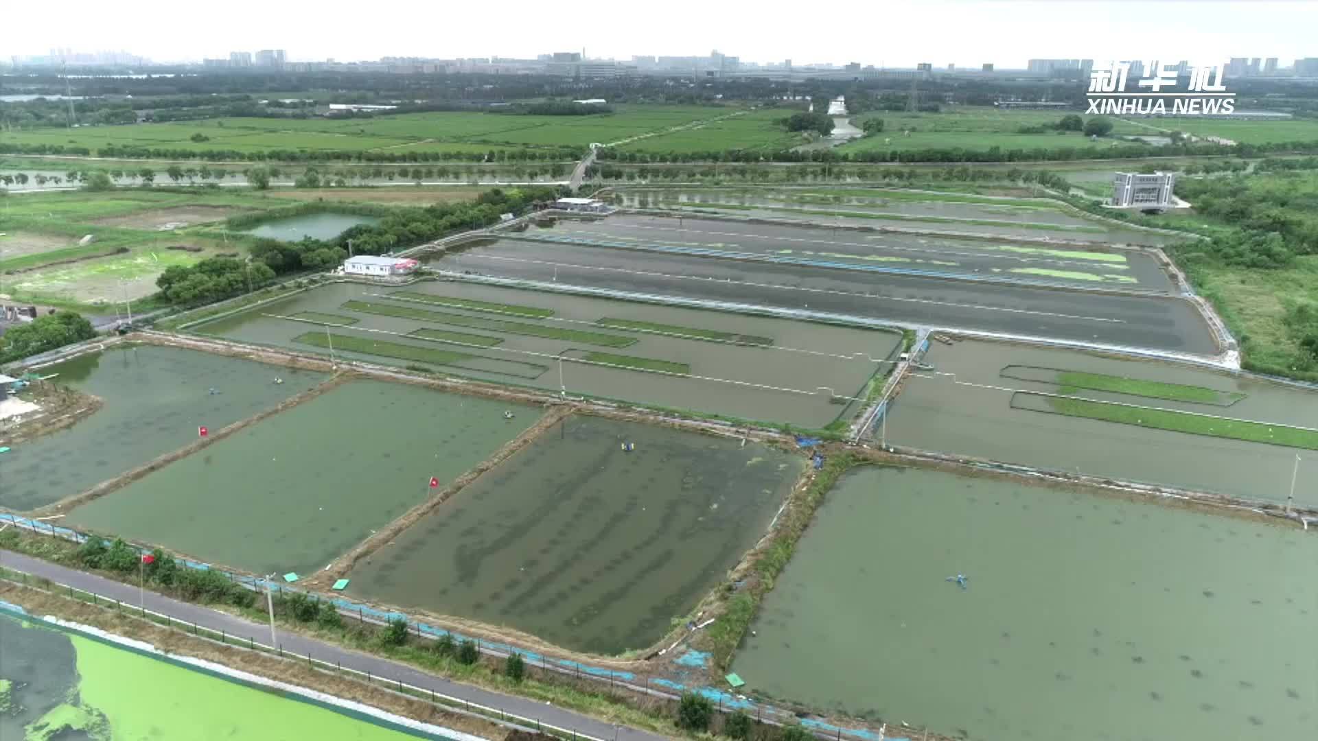浙江湖州：太湖大闸蟹迎丰收 农旅融合绘就生态致富画卷