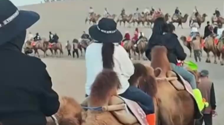 敦煌鸣沙山又双叒叕堵骆驼了