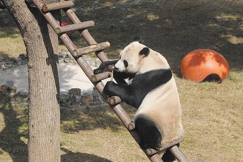 非洲狮 大熊猫“顺顺”