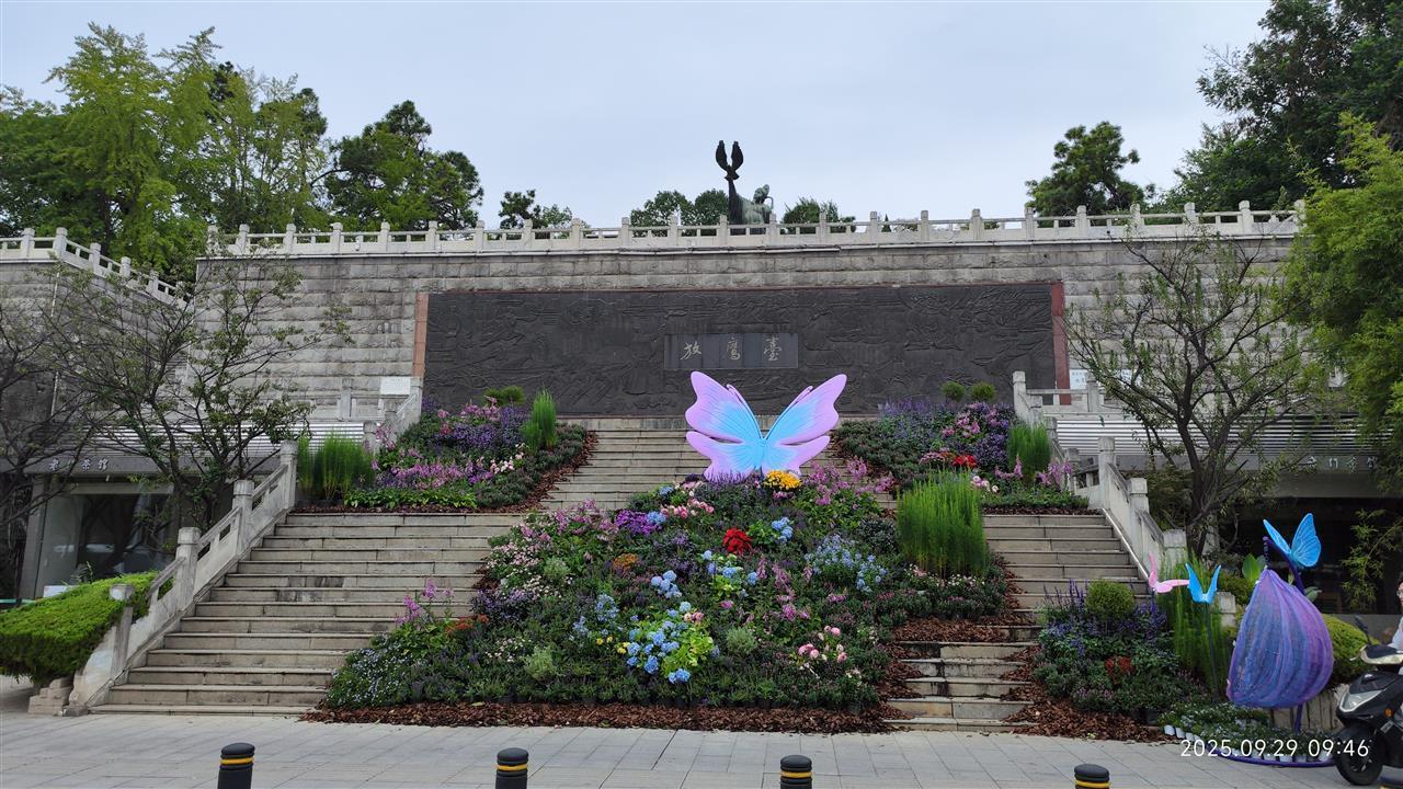 东湖放鹰台,蝴蝶花丛中翻飞.jpg