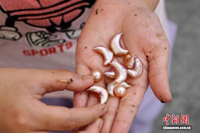 10月1日,浙江诸暨山下湖镇,一位游客展示自己从蚌里开出的月牙形珍珠。 董易鑫 摄