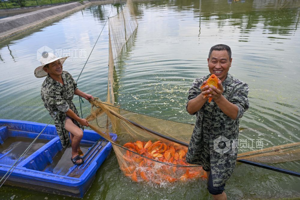 婺源：金秋鱼市旺 红鲤跃出致富路（图）
