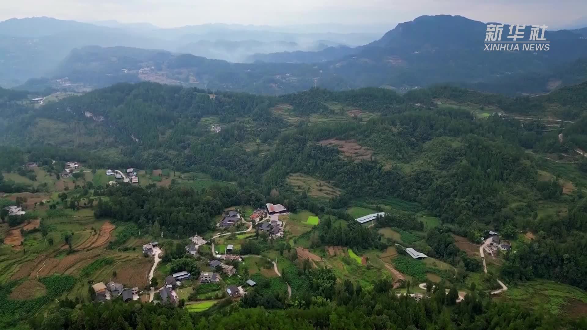 重庆黔江：晚秋桑蚕茧开秤 好行情绘就好“丰”景