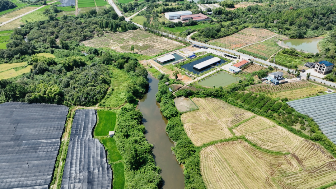 鲈鱼住上“净化房”、紫薯变身“摇钱树” 崇仁县让村民腰包更鼓