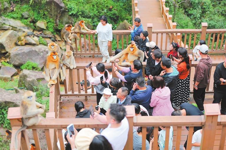 游客在陇南市裕河国家级自然保护区内和金丝猴互动　新甘肃&middot;甘肃日报通讯员　王克贤