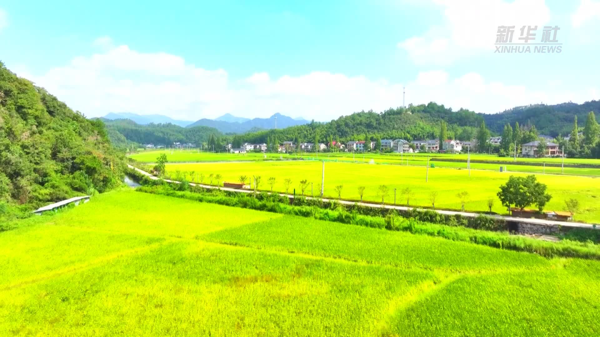 杭州临安：金秋稻田美如画