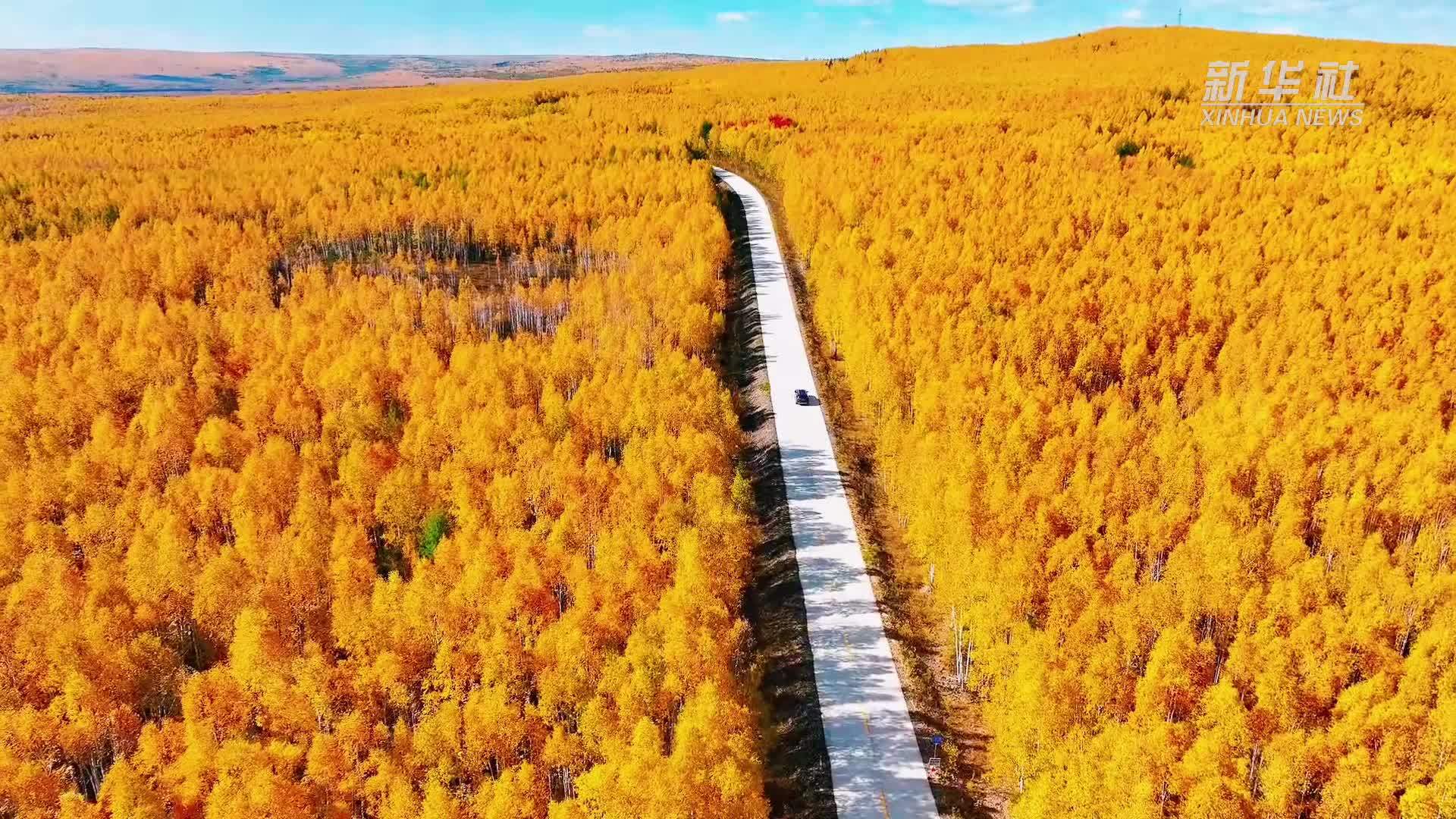 一路向北！来漠河领略大美秋色