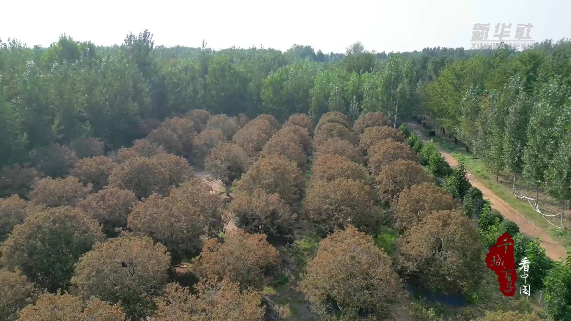 千城百县看中国｜山东郯城：鲁南桂花香