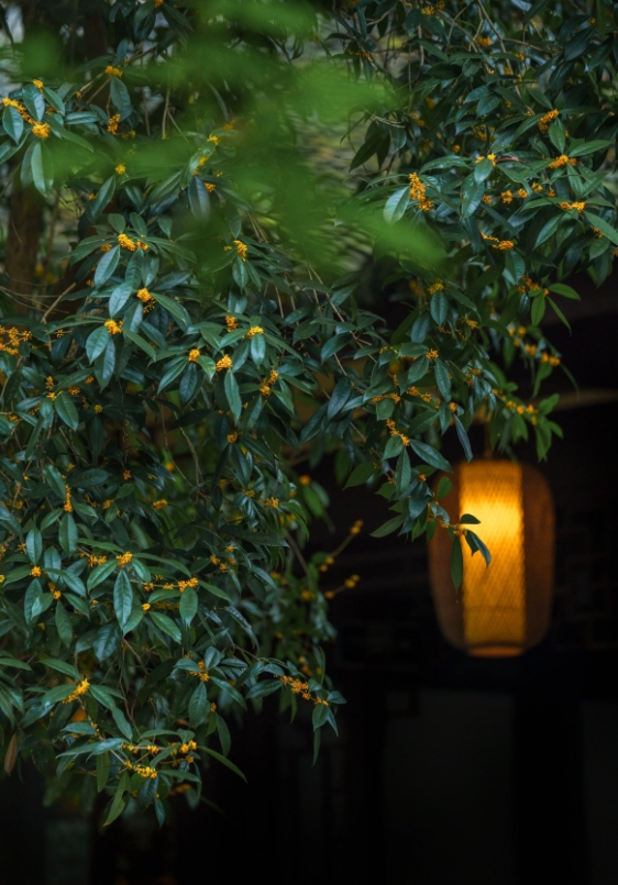 桂花飄香。