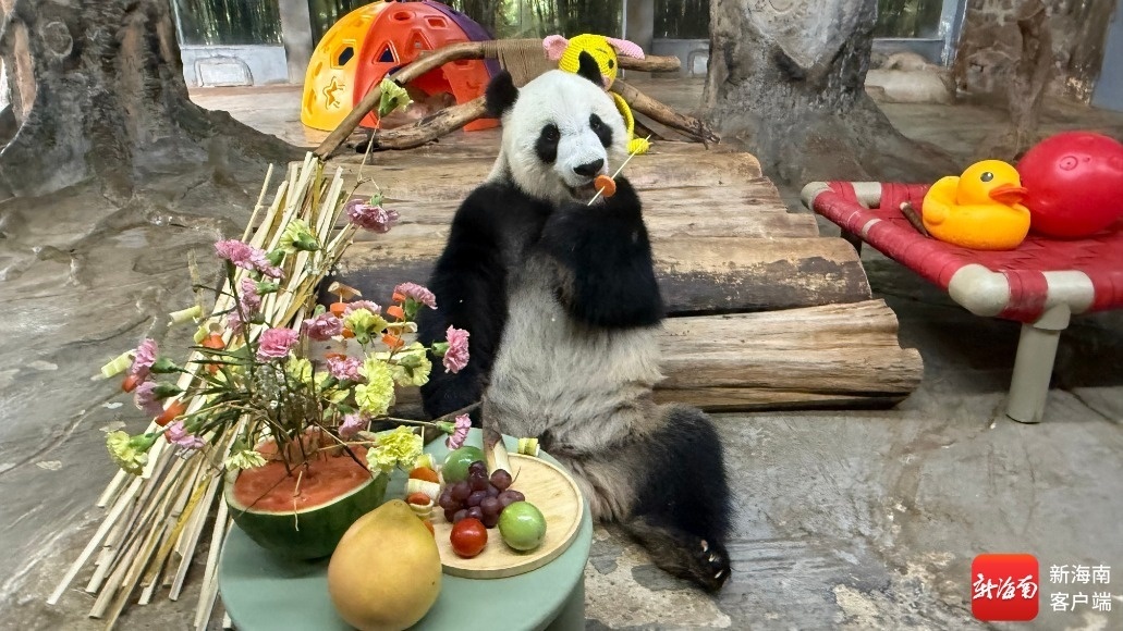 海南热带野生动植物园大熊猫。海南热带野生动植物园供图