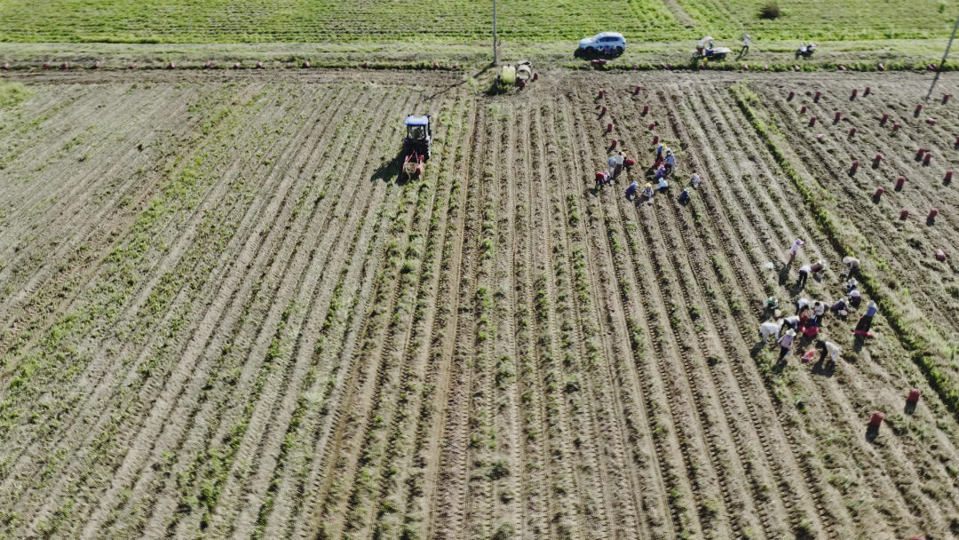 鲈鱼住上“净化房”、紫薯变身“摇钱树” 崇仁县让村民腰包更鼓