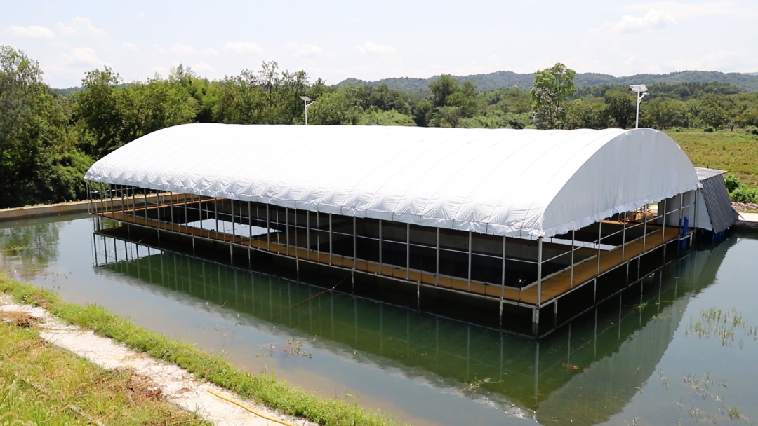 鲈鱼住上“净化房”、紫薯变身“摇钱树” 崇仁县让村民腰包更鼓