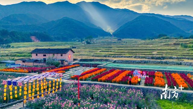 广东清远连山美丽乡村永和镇石坪村鲜花盛开。南方+拍客 罗敏 摄
