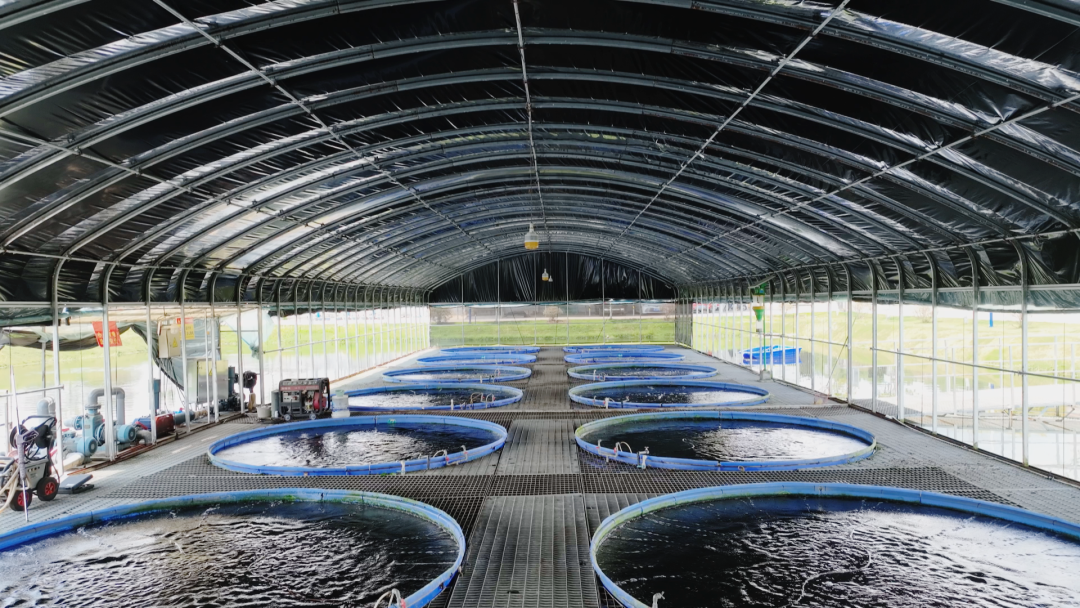 鲈鱼住上“净化房”、紫薯变身“摇钱树” 崇仁县让村民腰包更鼓