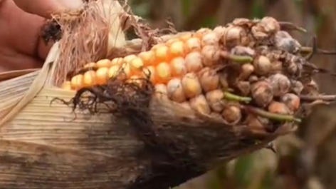 央媒探访：连续阴雨中，进度延迟的秋粮怎么收？