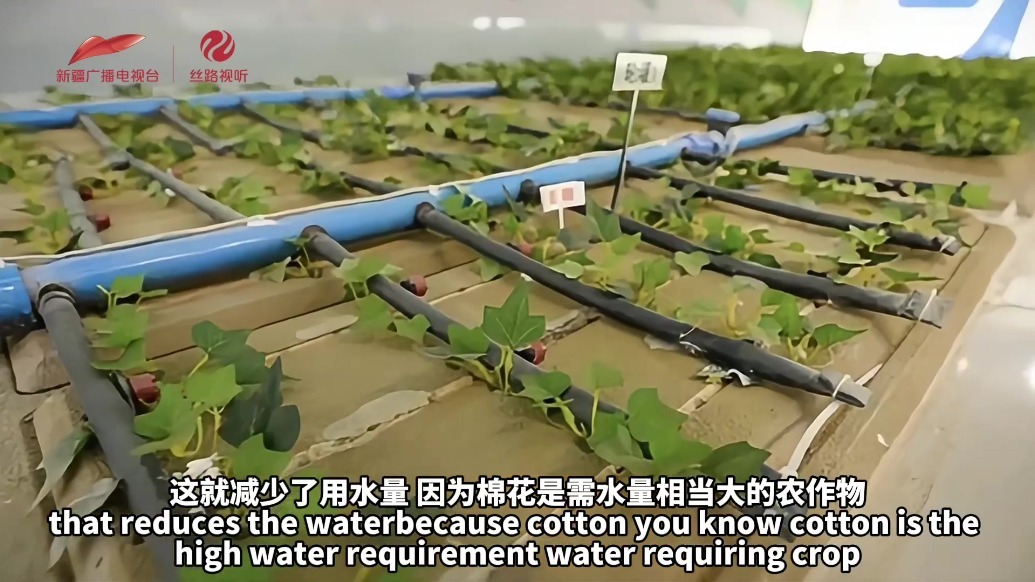 我的新疆日记｜巴基斯坦博士阿巴斯的新疆日记