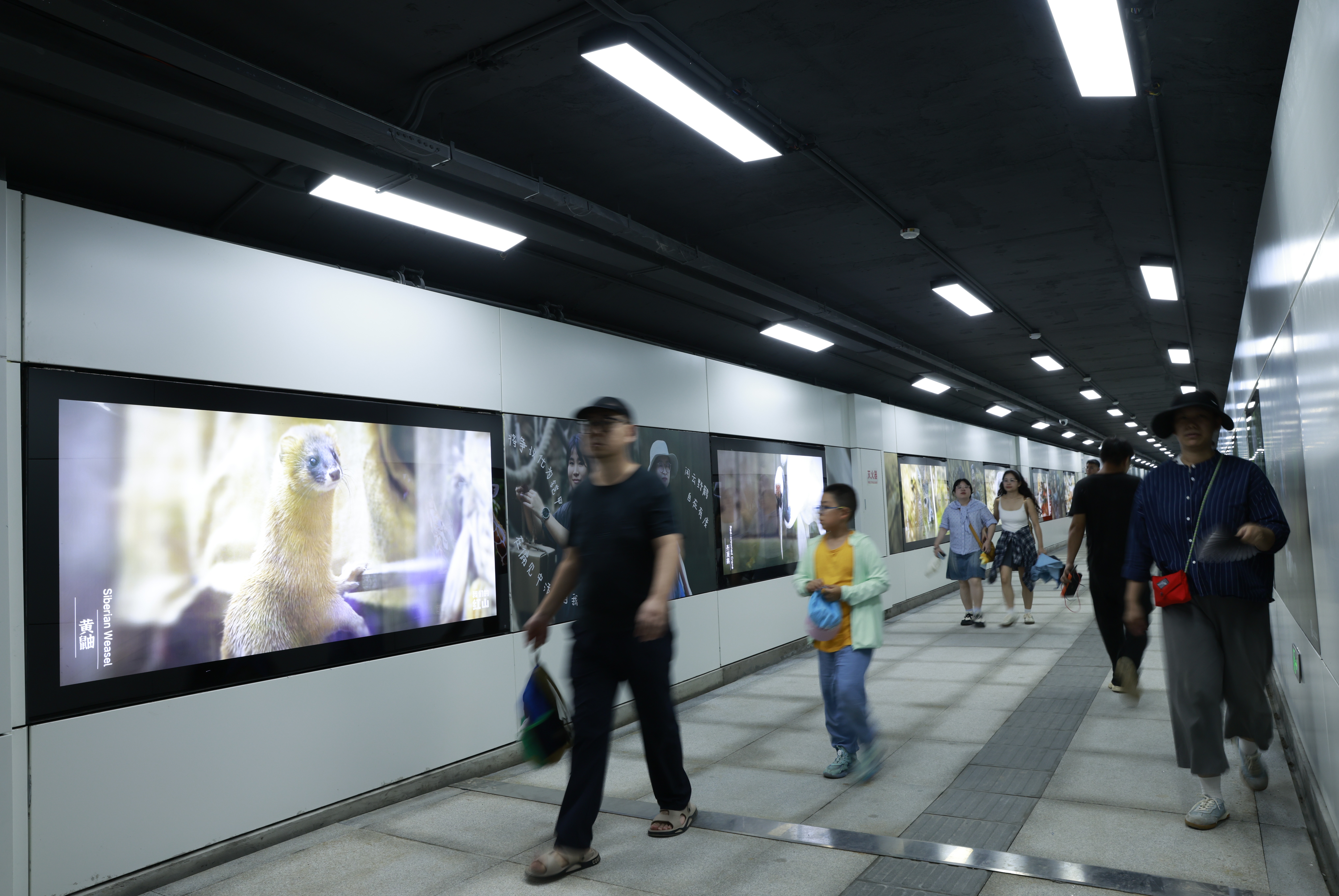 百万游客背后的暖心保障:南京环玄武湖区域双节服务不断档